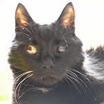 "Chefkater" Romeo (leider +)